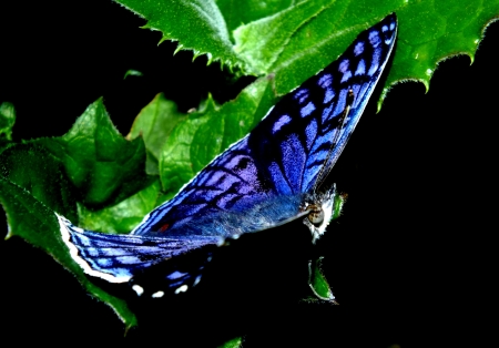 Mauritius butterfly with blue wings on leafの写真素材