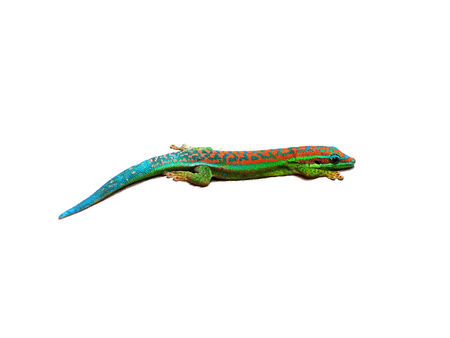 Turquoise gecko isolated on whiteの写真素材