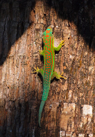 Turquoise geckoの写真素材