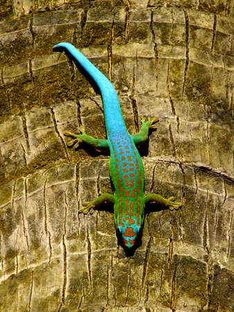 Turquoise Geckoの写真素材