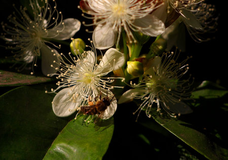 Bee collecting pollen from cherry tree flower