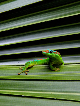 Gekko posingの写真素材