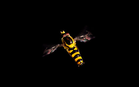 Bee-like pollen insect captured in flight isolated on black