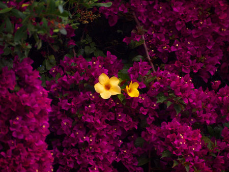 Yellow flowers surrounded by fuchsia bougainvillea bushの写真素材