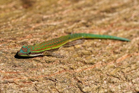 Day gekko resting on bark of tree in Mauritiusの写真素材