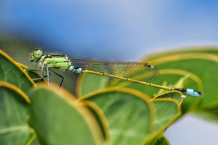 Turquoise green damselfly in natural habitat in Mauritiusの写真素材