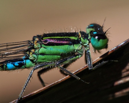 Turquoise green damselfly in natural habitat in Mauritiusの写真素材