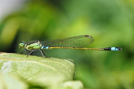 Turquoise green damselfly in natural habitat in Mauritiusの写真素材
