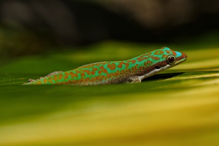 Ornate day gecko in natural habitatの写真素材