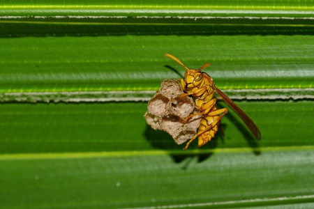 Yellow wasp nurturing nest on palm tree leafの写真素材