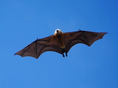 Great Mascarene Flying Fox Fruit Bat in blue sky