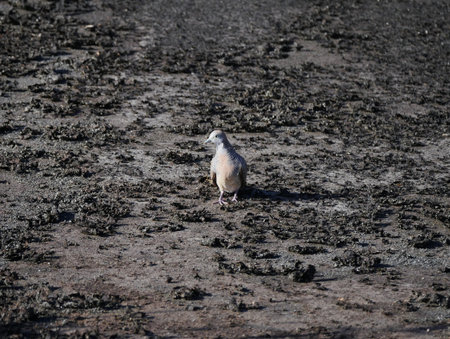 Bird which survived ecological disaster