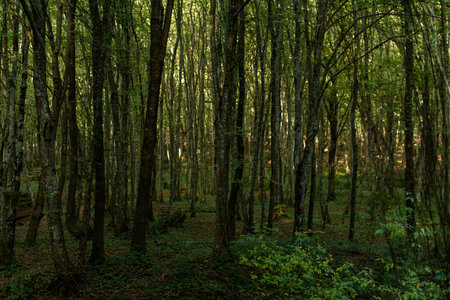 Walk in the woods. Pleasant autumn weather. Sun rays play in the branches of trees