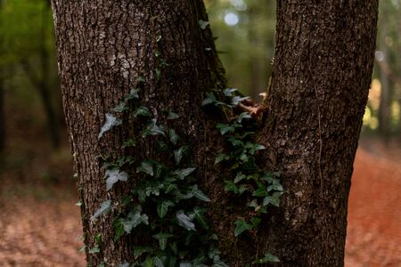 Close up an old tree bark with green moss on a background of autumn forestの写真素材