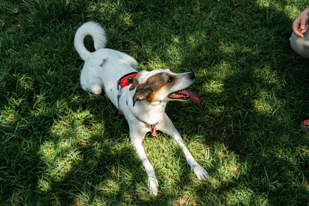 happy dog at park, white mixed breed dog enjoying sunny day on grass