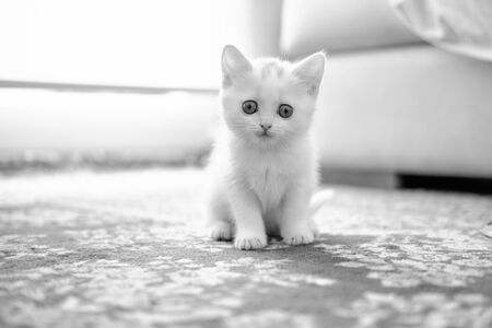 British Shorthair kitten of silver colorの写真素材