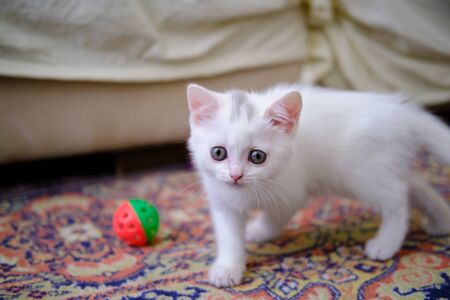 British Shorthair kitten of silver colorの写真素材
