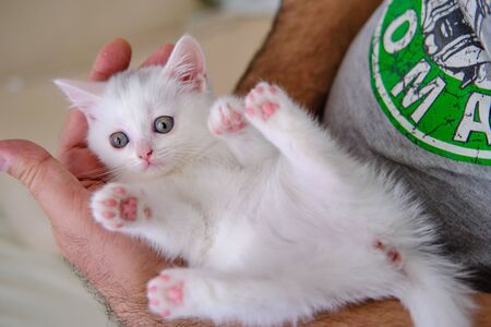 British Shorthair kitten of silver colorの写真素材