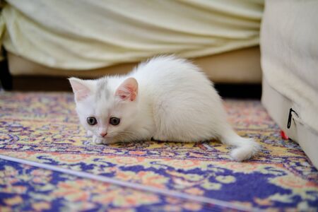 British Shorthair kitten of silver colorの写真素材