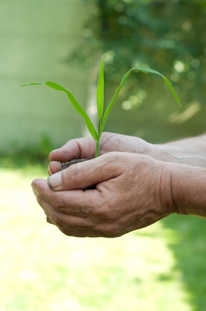 Old man hands holding a green young plantの写真素材
