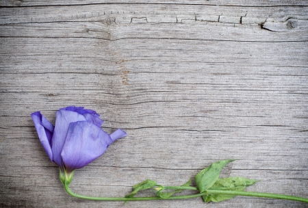 flower on wooden background, nature borderの写真素材