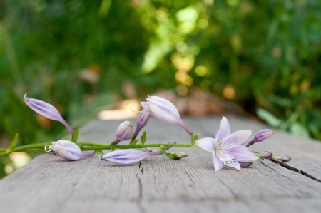 flowers on wooden planks, nature backgroundの写真素材