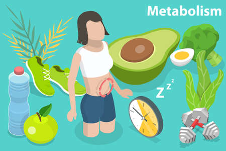 3D Isometric Flat Vector Conceptual Illustration of Metabolism of Human Body.のイラスト素材