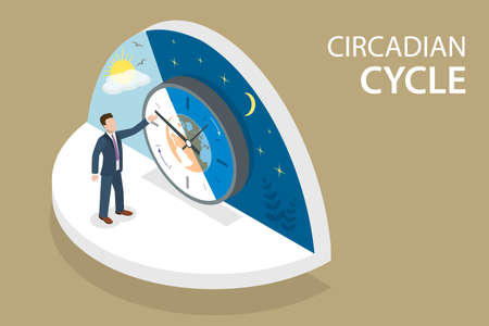 3D Isometric Flat Vector Conceptual Illustration of Circadian Cycle, Human Body Internal Clockのイラスト素材
