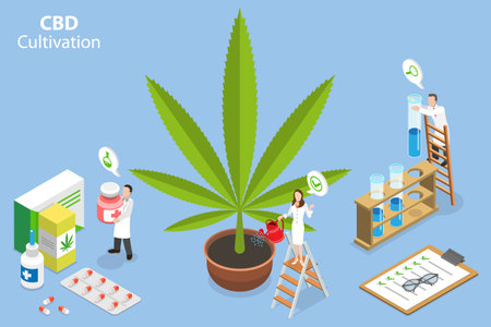 3D Isometric Flat Vector Conceptual Illustration of CBD Cultivation, Marijuana Medical Useのイラスト素材