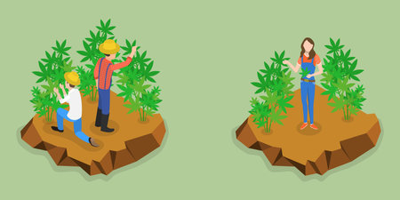3D Isometric Flat Vector Conceptual Illustration of Hemp Farm, Marijuana Productionのイラスト素材
