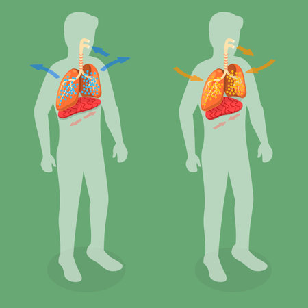 3D Isometric Flat Vector Conceptual Illustration of Respiratory System, Movement of the Diaphragmのイラスト素材