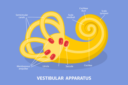 3D Isometric Flat Vector Conceptual Illustration of Vestibular Apparatus, Human Ear Anatomyのイラスト素材