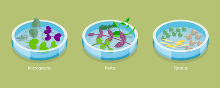 3D Isometric Flat Vector Conceptual Illustration of Microgreen, Herb And Sprouts, Growing Seedsのイラスト素材