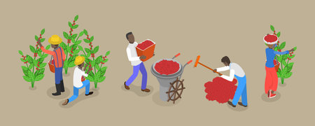 3D Isometric Flat Vector Conceptual Illustration of Coffee Plantation, Picking Harvesting Ripe Berriesのイラスト素材