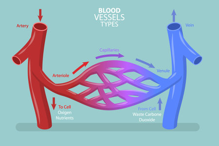 3D Isometric Flat Vector Conceptual Illustration of Blood Vessels Types, Capilary Blood Flow in Circulatory Systemのイラスト素材