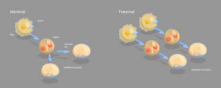 3D Isometric Flat Vector Conceptual Illustration of Monozygotic And Dizygotic Twins, Educational Diagramのイラスト素材