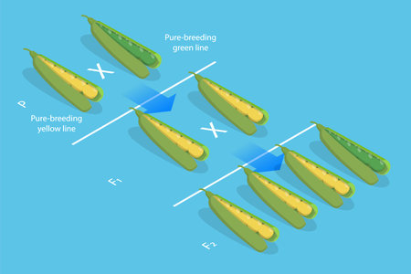 3D Isometric Flat Vector Conceptual Illustration of Mendelian Inheritance, Pea Plantsのイラスト素材