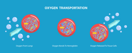 3D Isometric Flat Vector Conceptual Illustration of Oxygen Transportation, Blood Cells in Bloodstreamのイラスト素材