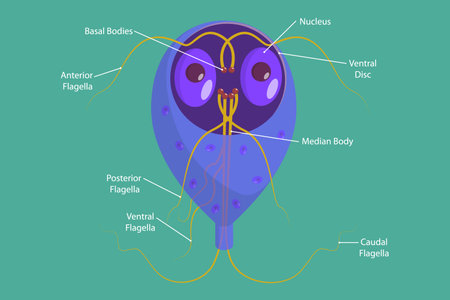 3D Isometric Flat Vector Conceptual Illustration of Giardia Lamblia, Anaerobic Flagellated Protozoan Parasitesのイラスト素材