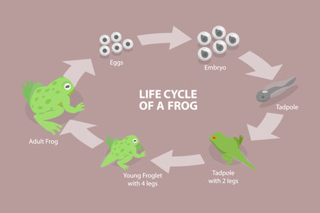 3D Isometric Flat Vector Conceptual Illustration of Life Cycle Of A Frog, Amphibian Reproductionのイラスト素材