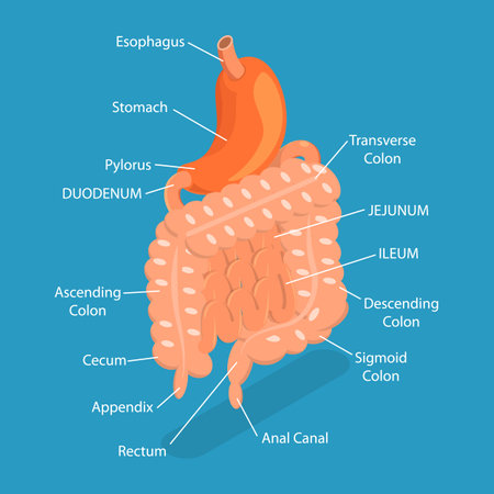 3D Isometric Flat Vector Conceptual Illustration of Gastrointestinal Tract, Intestine Healthのイラスト素材