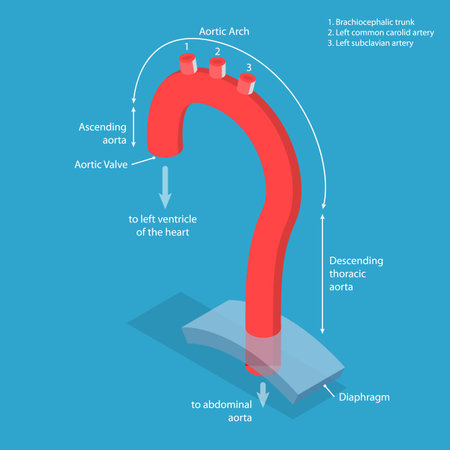 3D Isometric Flat Vector Conceptual Illustration of Aorta Segments, Educational Diagramsのイラスト素材