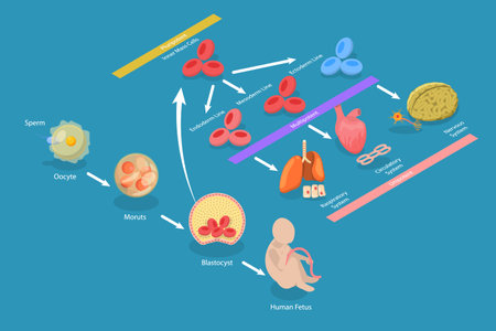 3D Isometric Flat Vector Conceptual Illustration of Totipotent Cells, Educational Schemeのイラスト素材