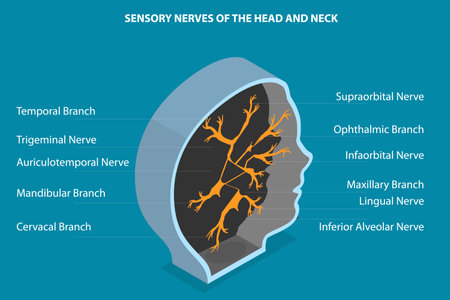 3D Isometric Flat Vector Conceptual Illustration of Sensory Nerves Of The Head And Neck, Educational Medical Diagramのイラスト素材