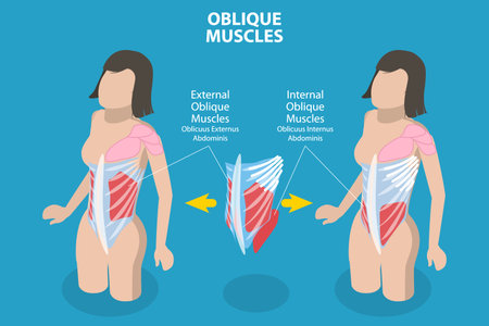 3D Isometric Flat Vector Conceptual Illustration of Internal Oblique Muscles, Anatomical Schemeのイラスト素材