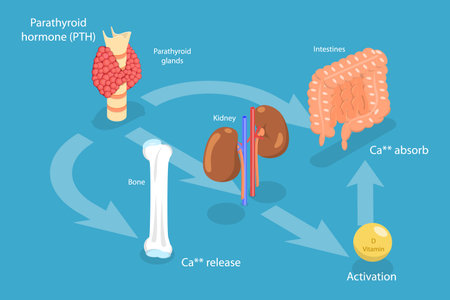3D Isometric Flat Vector Conceptual Illustration of Parathyroid Hormone And Calcium Metabolism, Human Endocrine Systemのイラスト素材