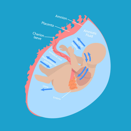 3D Isometric Flat Vector Conceptual Illustration of Fetal Water Flow, Medical Unborn Baby Functionalityのイラスト素材