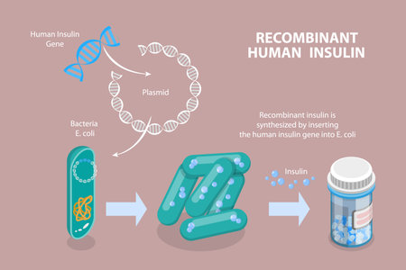 3D Isometric Flat Vector Conceptual Illustration of Recombinant Human Insulin , Science and Technologyのイラスト素材