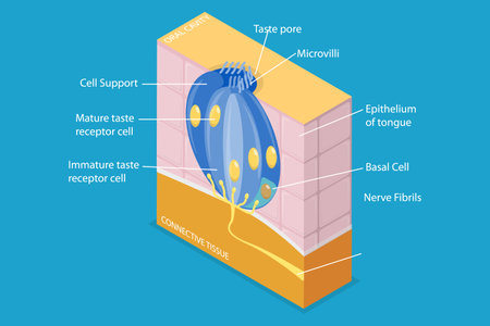 3D Isometric Flat Vector Conceptual Illustration of Anatomy Of A Taste Bud, Tonge Anatomyのイラスト素材