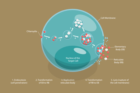 3D Isometric Flat Vector Conceptual Illustration of Chlamydia Life Cycle, Sexually Transmitted Diseaseのイラスト素材